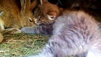 Котёнок знакомится с крольчатами - смотреть видео (1:58)
