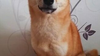 Почти говорящий пёс - смотреть видео (0:35)