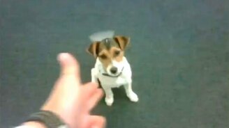 Стреляем холостыми по питомцам - смотреть видео (2:27)