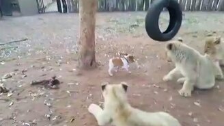 Щенок строит львят - смотреть видео (1:12)