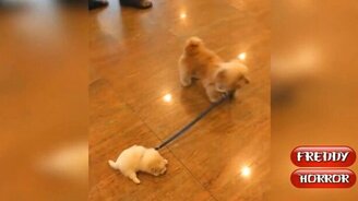 Крутые и смешные видео - смотреть видео (10:22)