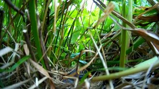 Камышовка-барсучок кормит птенцов - смотреть видео (6:32)