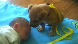 Сонный щенок-охранник - смотреть видео (2:43)