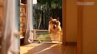 Смешные и нежные моменты с животными - смотреть видео (6:55)