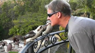 Кукабарра отнимает у человека еду - смотреть видео (1:36)