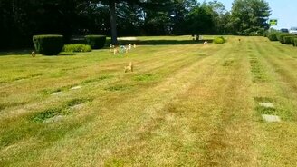 Я думал, это собака!.. - смотреть видео (0:43)