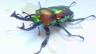 Радужный жук-олень - смотреть видео (0:38)