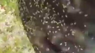 Самый страшный враг человека на севере - смотреть видео (0:28)