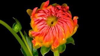 Как распускаются цветы? - смотреть видео (2:33)