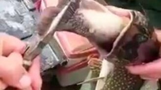 Щука - не щука, когда голодна - смотреть видео (0:40)