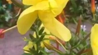 Увидеть цветение энотеры - редкая удача - смотреть видео (0:14)