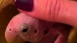 Лысый попугайчик - смотреть видео (1:48)