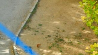 Котёнок против вороны-задиры - смотреть видео (1:29)