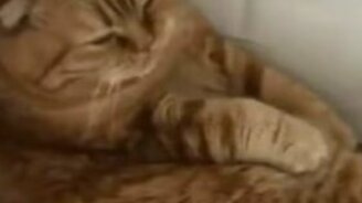 Кормёжка кота-барина - смотреть видео (0:30)