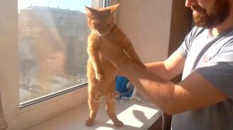 Смешные танцующие коты и кошки - смотреть видео (5:13)