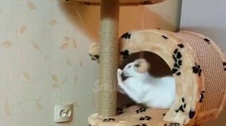 Чудные коты и кошки в сборке - смотреть видео (5:22)