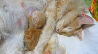 Коты, которые рассмешат до слёз - смотреть видео (5:12)