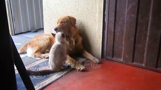 Смешные коты и кошки для вас - смотреть видео (10:08)