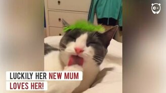 Котик-беспредельщик - смотреть видео (0:51)