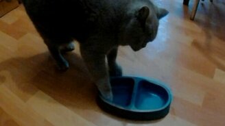 Положите пожрать-то! - смотреть видео (0:38)