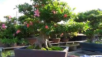 Дерево, которое не выглядит на свои 40 лет - смотреть видео (1:41)