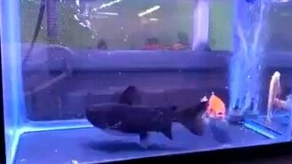 Внезапно заглотил своего собрата - смотреть видео (0:50)