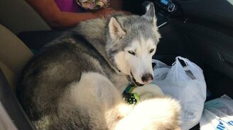 Упрямая хаски в машине - смотреть видео (0:47)