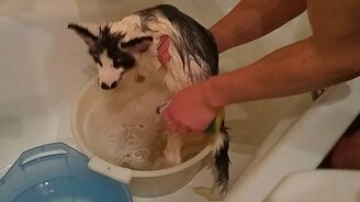 Купание лисёнка - смотреть видео (3:20)