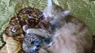 Чужих детей нет - смотреть видео (0:36)