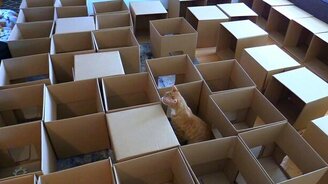 Картонный кошачий лабиринт - смотреть видео (2:09)