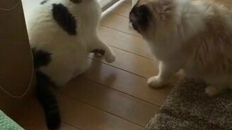 Самая мирная кошачья драка - смотреть видео (0:41)