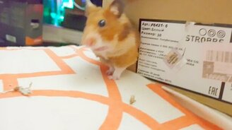 Когда ты слишком много ешь - смотреть видео (0:31)