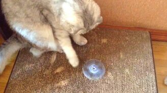 Казино для кошек - смотреть видео (0:40)