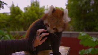 Нежности с красной пандой - смотреть видео (0:58)