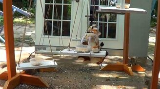 Белка против отражения - смотреть видео (1:21)