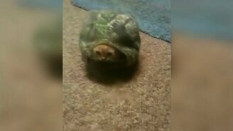 Самая необычная черепаха - смотреть видео (0:10)