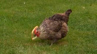 Курица и сухарик - смотреть видео (1:40)