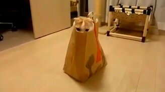 Коты, застрявшие в пакетах - смотреть видео (5:51)