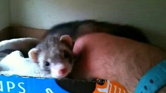 Хорёк знакомит человека со своими малышами - смотреть видео (1:38)