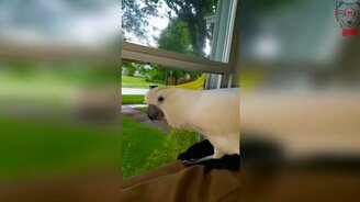 Какаду думает, что он - собака - смотреть видео (0:29)