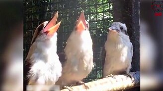 Когда ты один не понял шутку - смотреть видео (0:24)