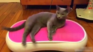 Вибромассаж для кота - смотреть видео (0:15)