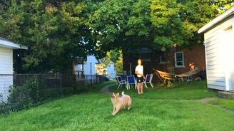 Как пёс не поймал тарелку - смотреть видео (0:29)