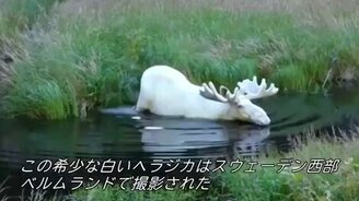 Лось-альбинос - смотреть видео (0:47)