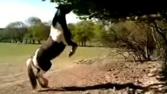 Лошадь проголодалась - смотреть видео (0:25)