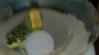 Попугая застали врасплох - смотреть видео (0:08)