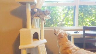 Кот-боксёр против пса - смотреть видео (2:13)