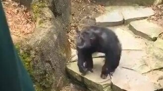 Обезьяна метнула какашку - смотреть видео (0:17)