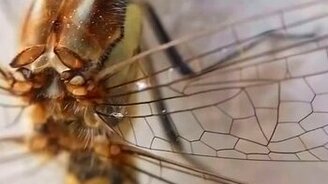 Рассматриваем стрекозу - смотреть видео (0:37)