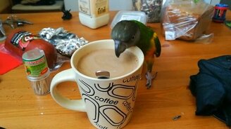 Попугай пьёт кофе - смотреть видео (0:51)